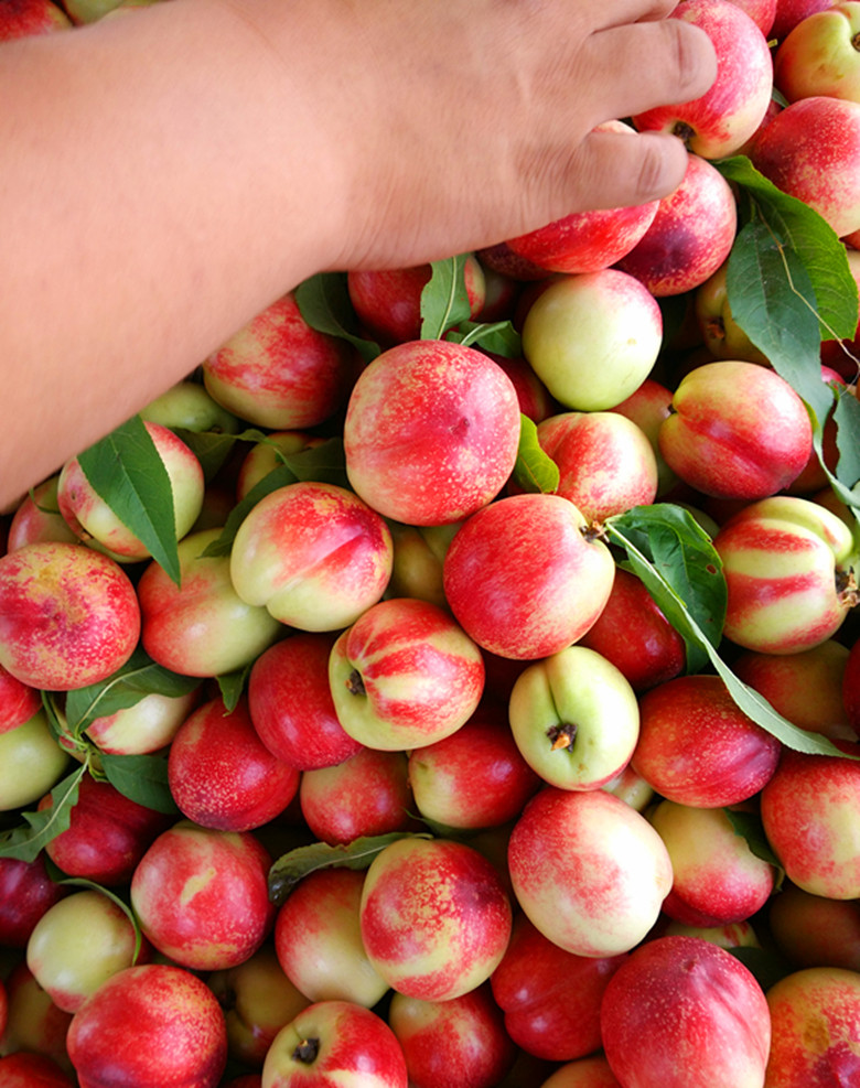 安徽晚熟油桃树苗三年苗48油桃树苗新品种