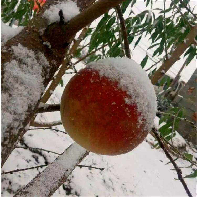 安徽倉(cāng)方早生桃樹(shù)苗 新品種冬豐桃樹(shù)苗品種大全介紹