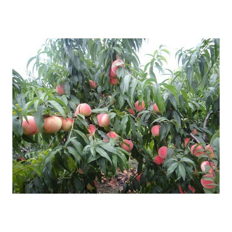安徽新川中島桃樹(shù)苗 三年苗冬豐桃樹(shù)苗種植技術(shù)
