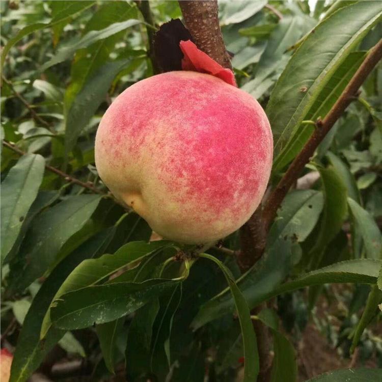 安徽映霜紅桃樹(shù)苗 新品種中華血桃樹(shù)苗新品種