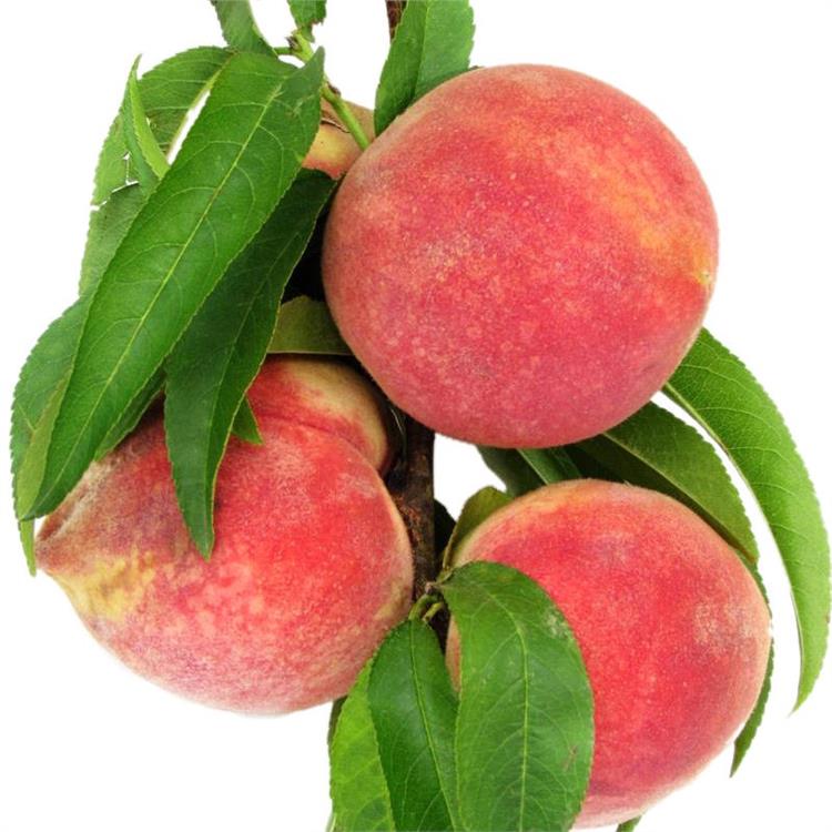 安徽冬桃紅蜜桃樹(shù)苗 二年苗冬豐桃樹(shù)苗供應(yīng)價(jià)格