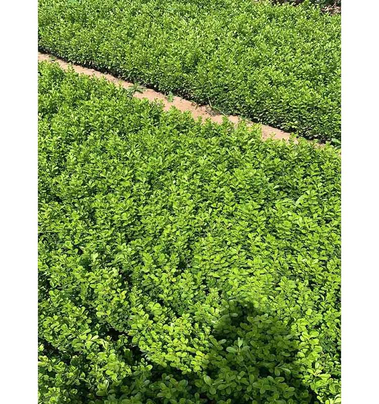 威海瓜子黄杨杯苗瓜子黄杨种植基地庭院别墅灌木小苗直售