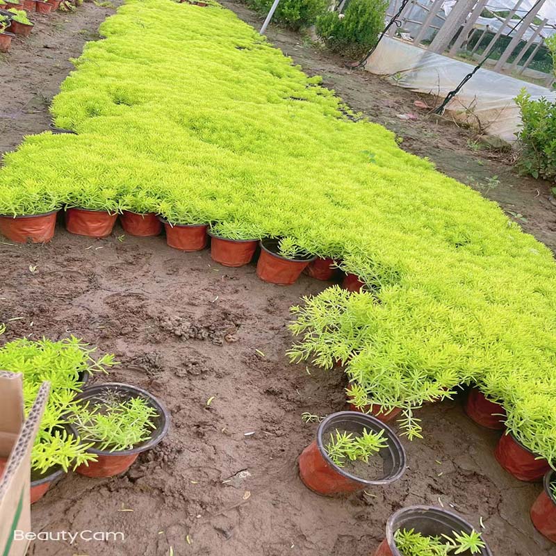 淄博金叶佛甲草种苗又称黄金条点击查看