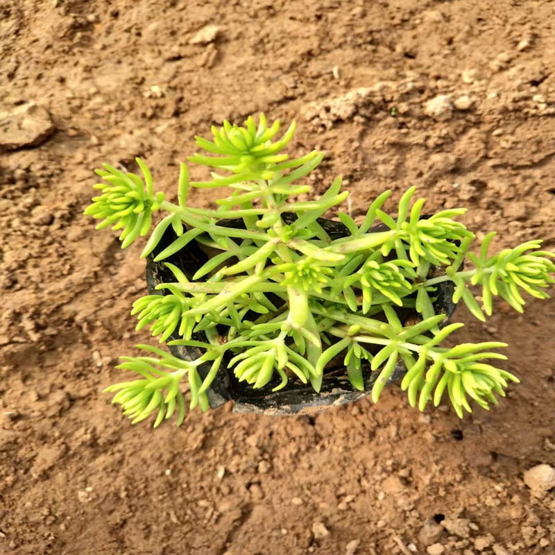 德州金葉佛甲草小苗黃金條種植基地觀賞性好