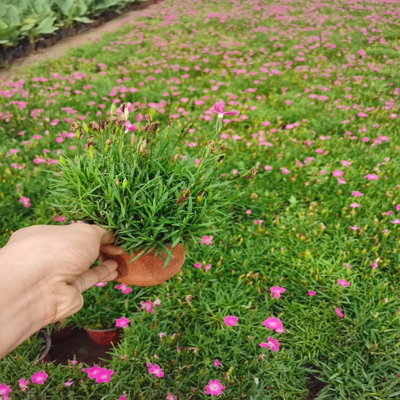 歐石竹種植與養護方法:一,種植時間:歐石竹佳的種植時間是在每年春秋