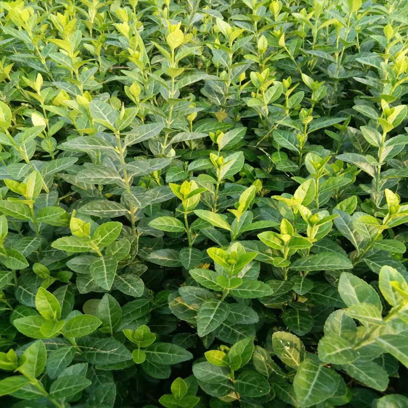 德州小叶扶芳藤杯苗爬行卫矛种植基地厂家发货周期快