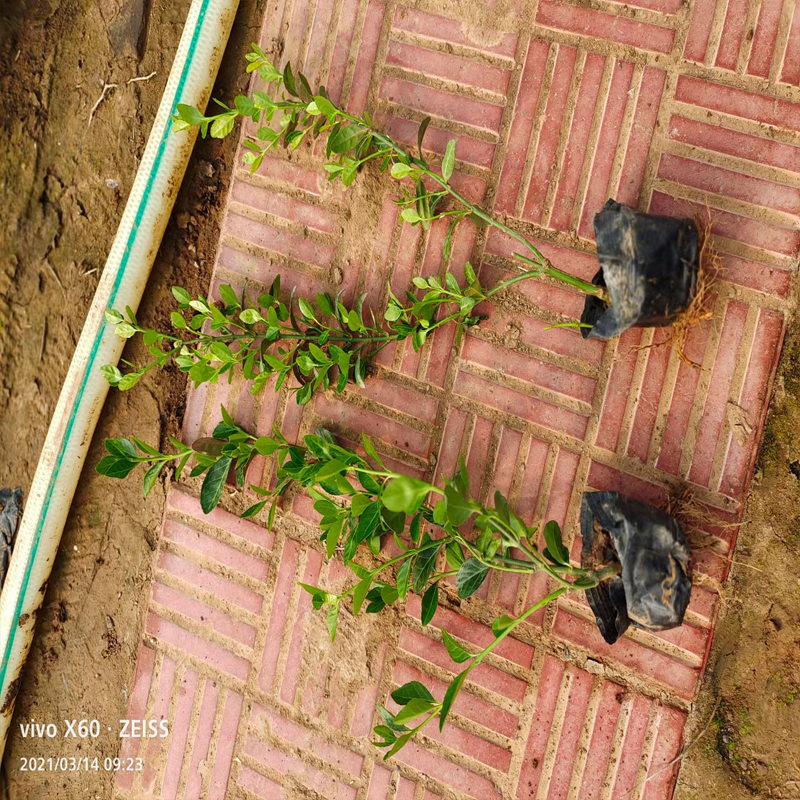 山东小叶扶芳藤种苗爬行卫矛种植基地量大充足质量好