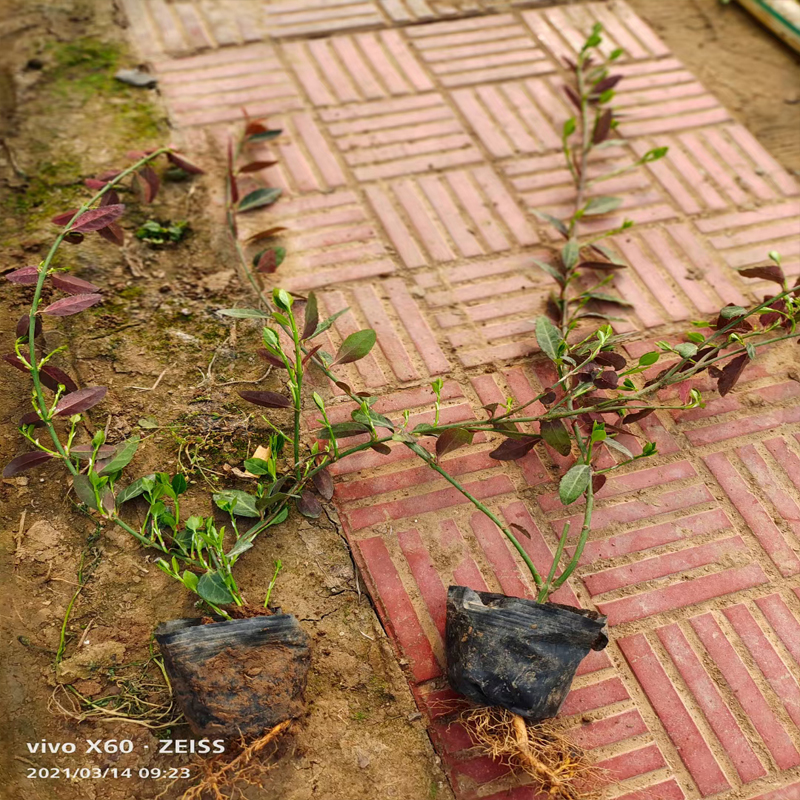 东营小叶扶芳藤杯苗 爬行卫矛种植基地价格实惠