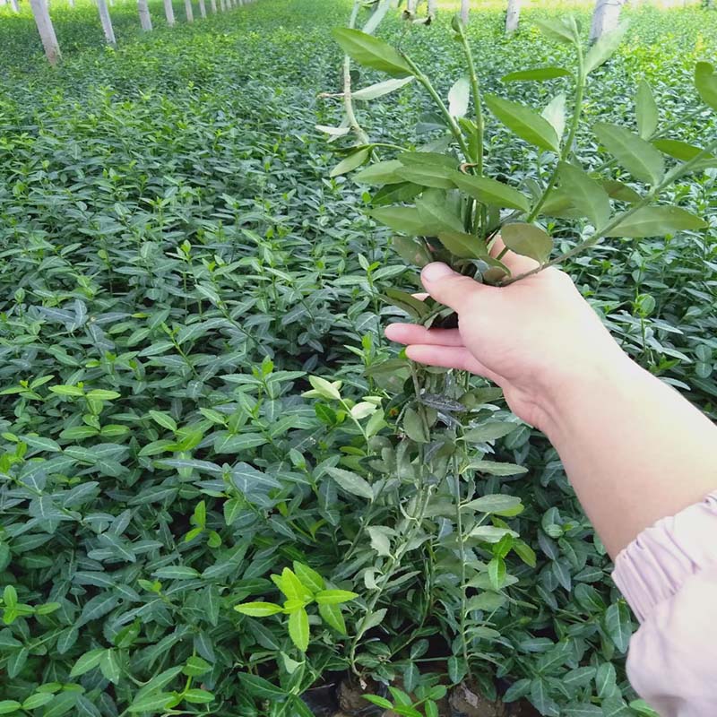 德州小叶扶芳藤杯苗爬行卫矛种植基地厂家发货周期快