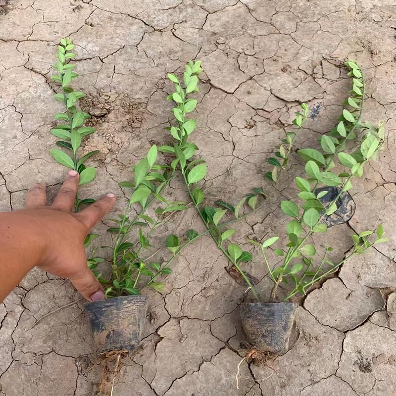 烟台小叶扶芳藤杯苗爬行卫矛种植基地量大充足质量好