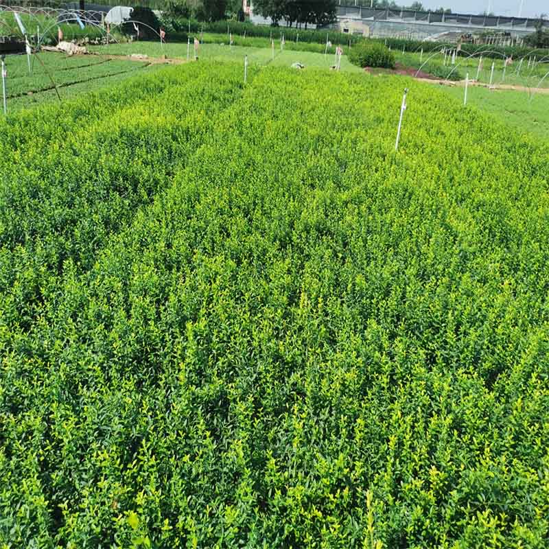 东营小叶扶芳藤小苗爬行卫矛批发基地可实地看苗