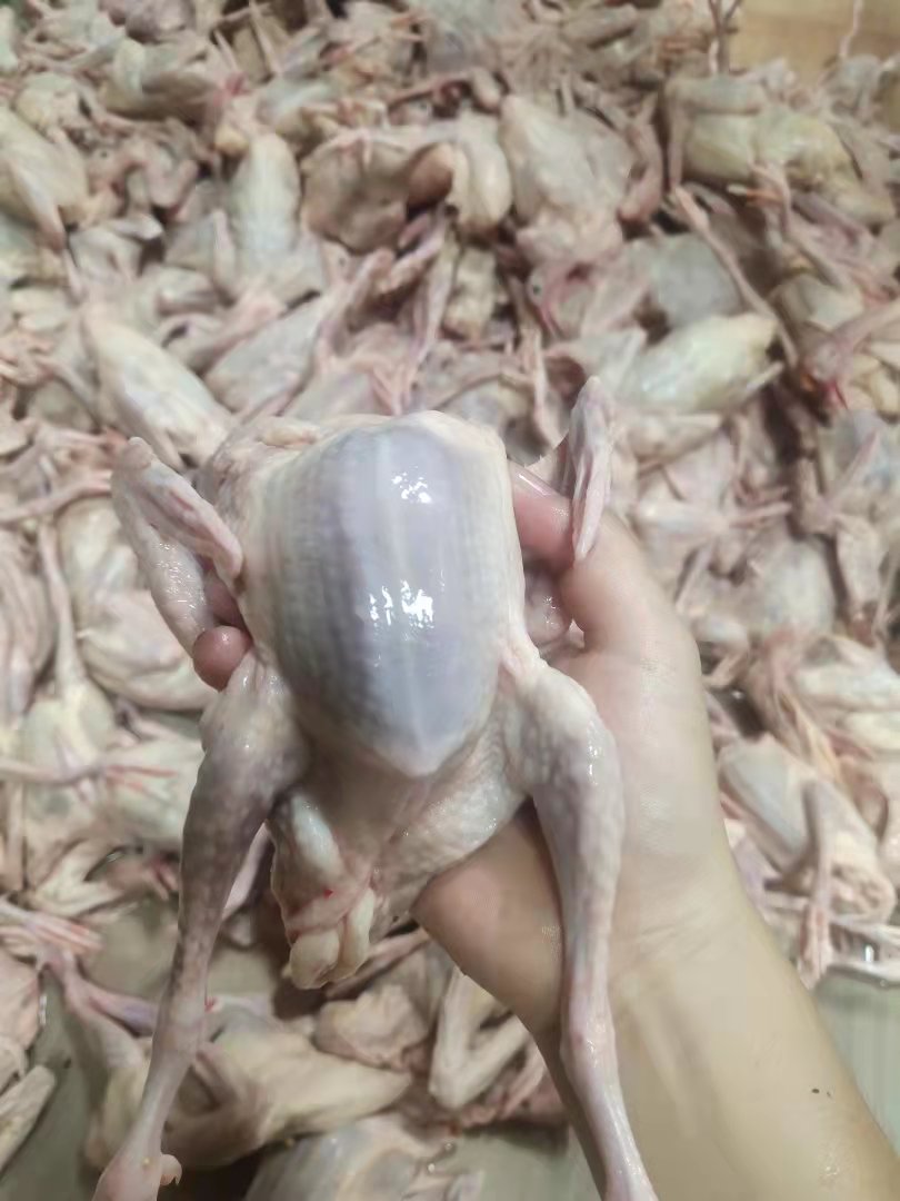 乳鸽批发清远脆皮乳鸽全国发货