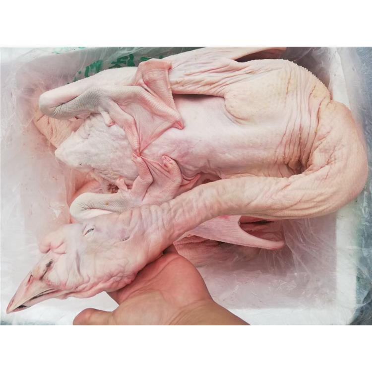 白条鸭养殖天数清远水养殖白条鸭冷链发货