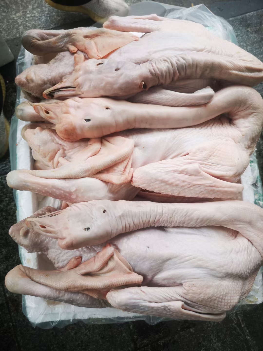 白条鸭新鲜发货 清远水养殖白条鸭全国发货