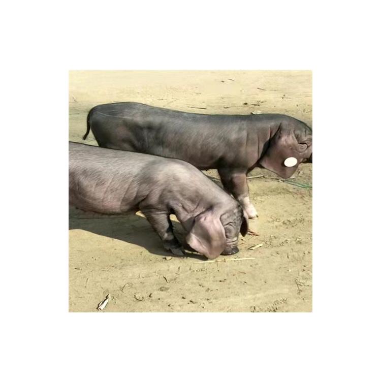 梅山母猪二代图片