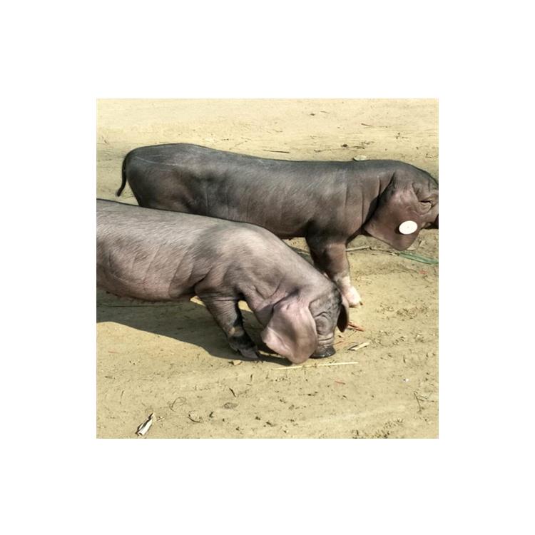 太湖猪二代母猪图片