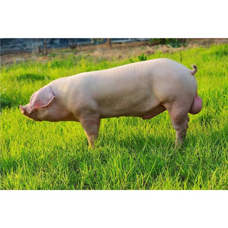 长白母猪二元母猪优质长白母猪批发产崽多