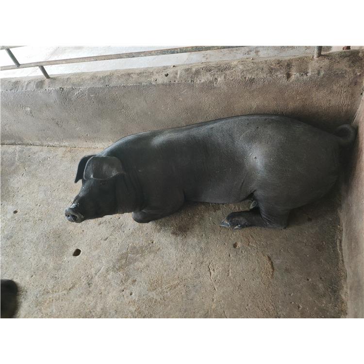 2产品型号:宿迁利之隆生态农业有限公司黑母猪 重庆销售苏太母猪批发
