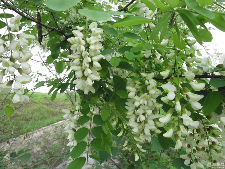 利川別墅觀葉觀果型刺槐樹苗苗木培育基地