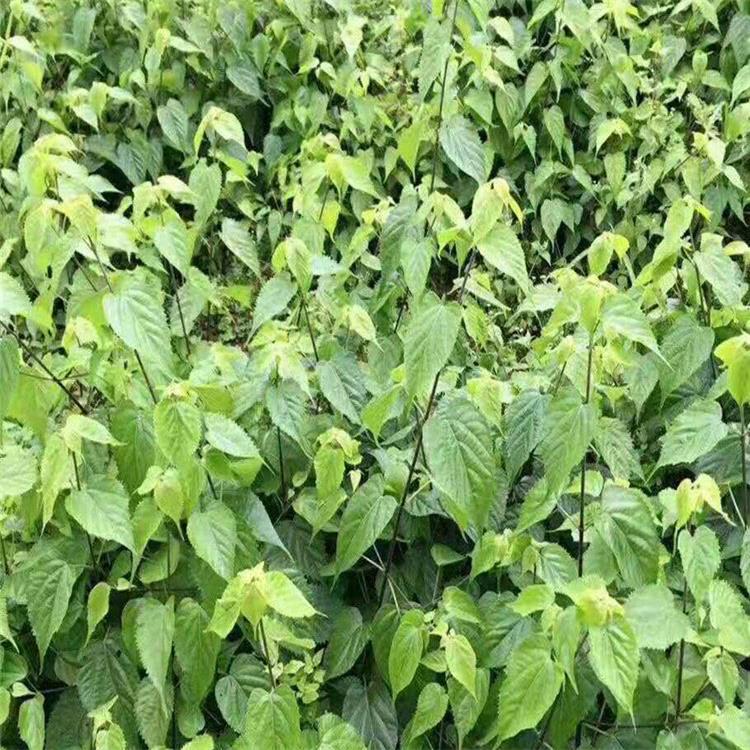 湖北绿林常年出售豆腐树苗批发