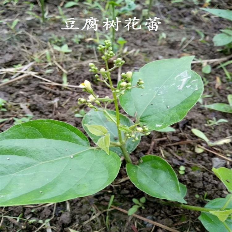 豆腐樹苗種植密度是株間距為1米左右,每畝可種500多株.