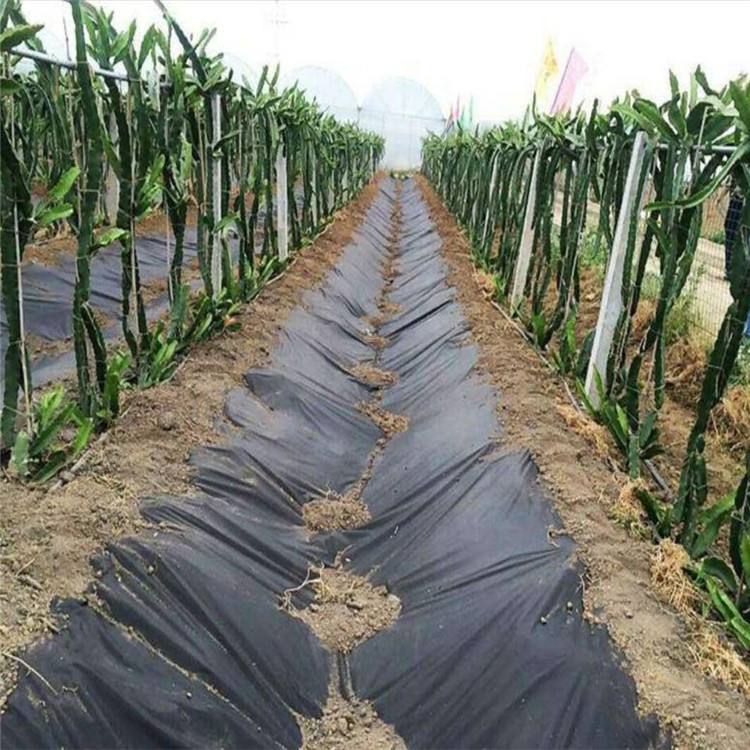 茶园除草布 兰州园林防草布施工