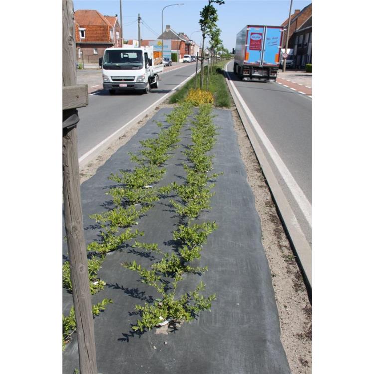 苗圃除草布 济南苹果园除草布施工