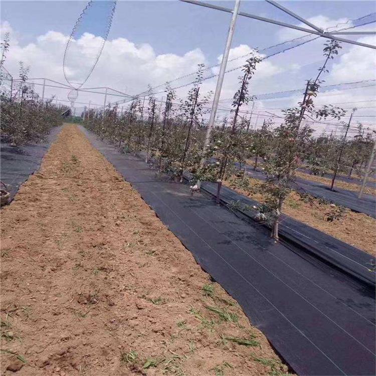 PP防草布 兰州园艺地布厂家加工