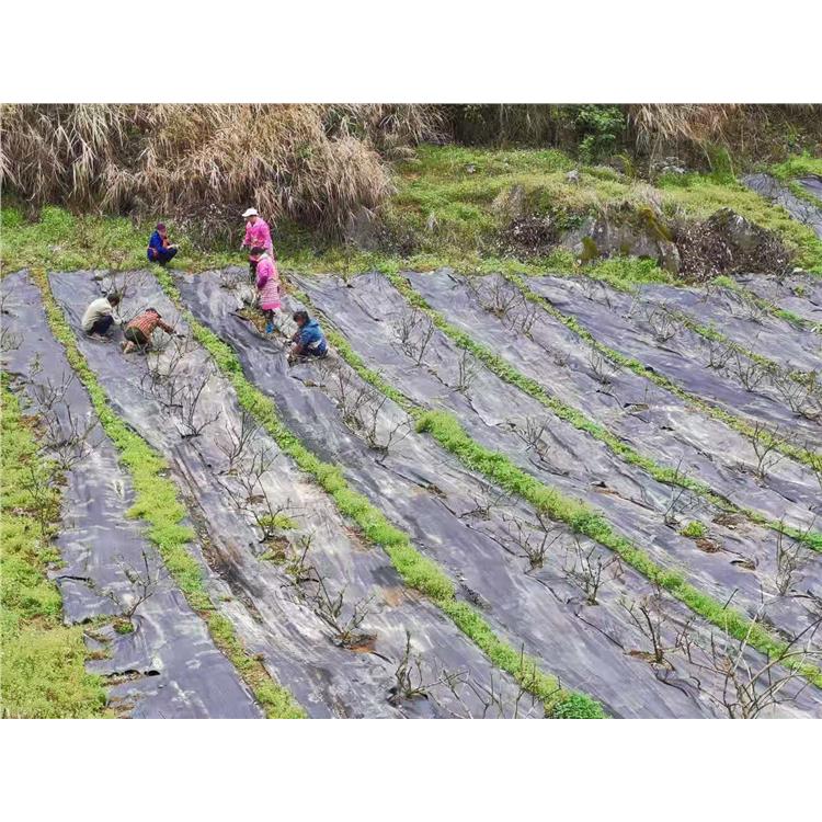 火龙果除草布 南昌编织布价格