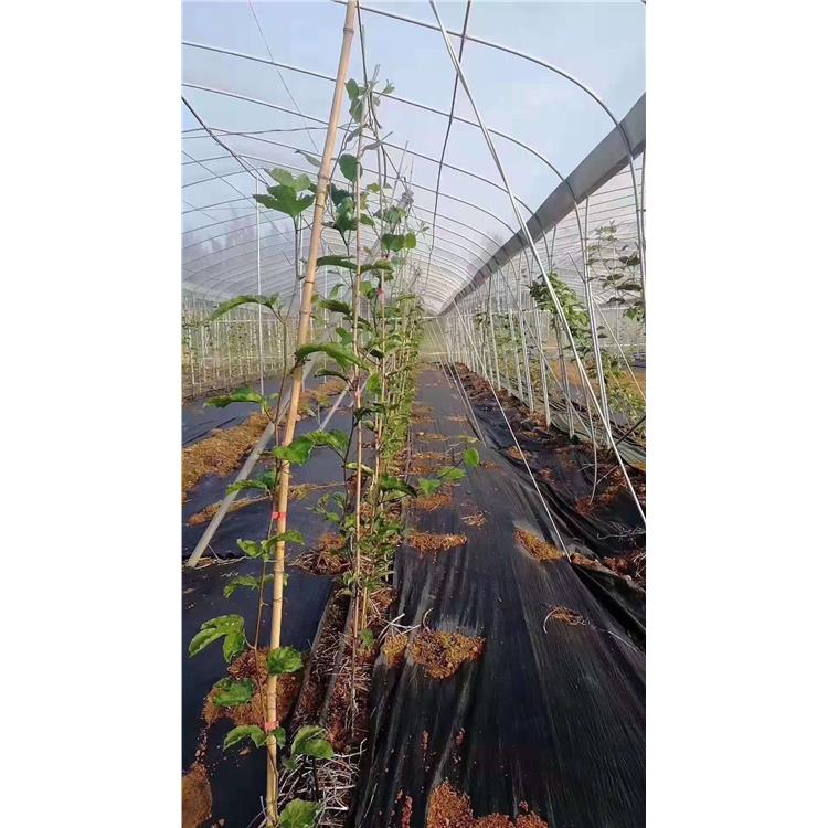 除草布 南京茶园防草布型号