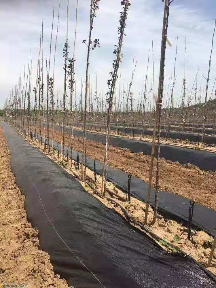 火龙果除草布 南宁90g防草布批发价