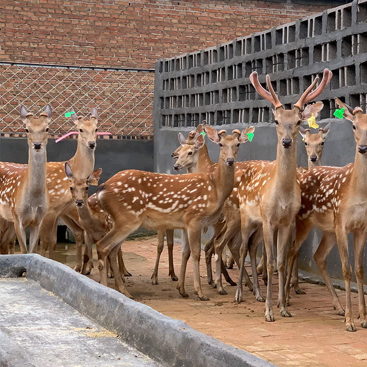 农村养殖什么风险开元棋牌- 开元棋牌官方网站- 开元棋牌APP下载小、利润高？这5种前景还不错！