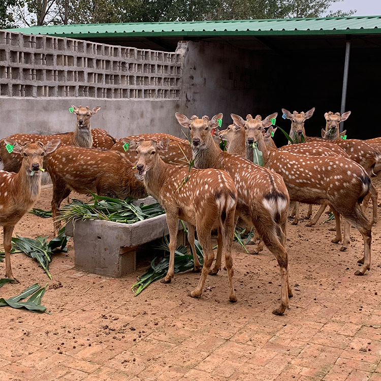 宠物梅花鹿南昌东北梅花鹿养殖技术
