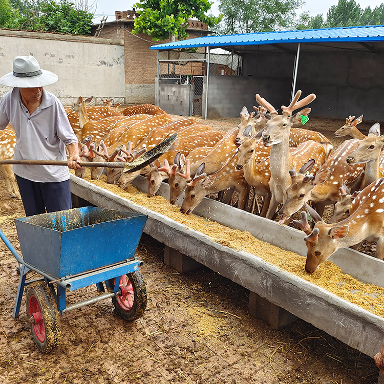 养鹿场成都东北梅花鹿养殖前景