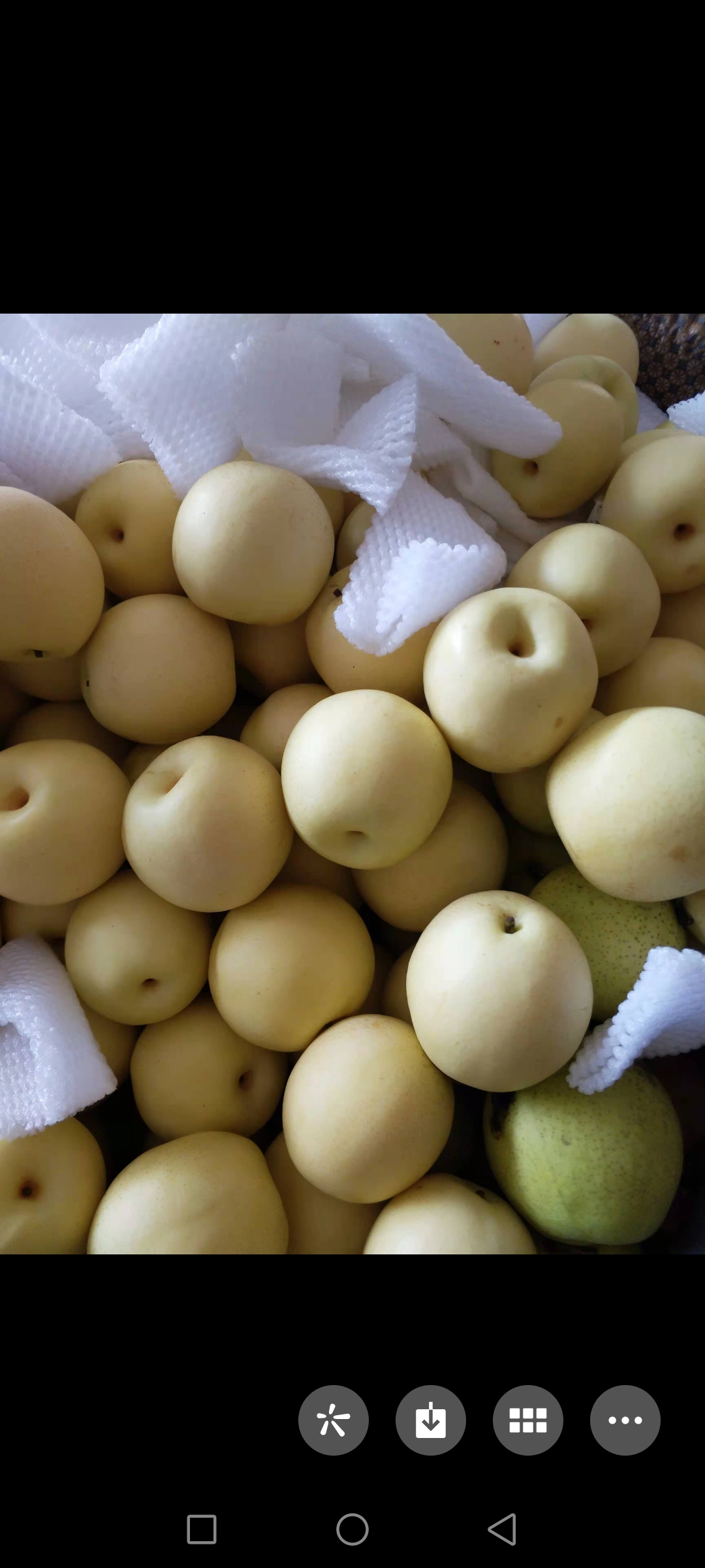 黄冠梨精品黄冠梨出口基地