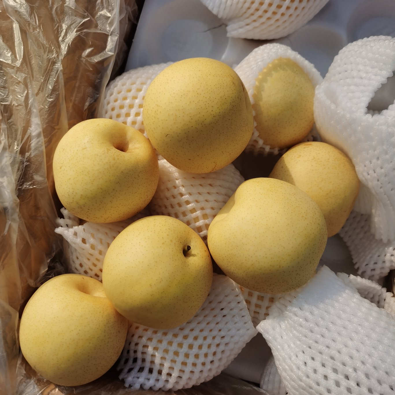 黄冠梨礼品黄冠梨价格走势