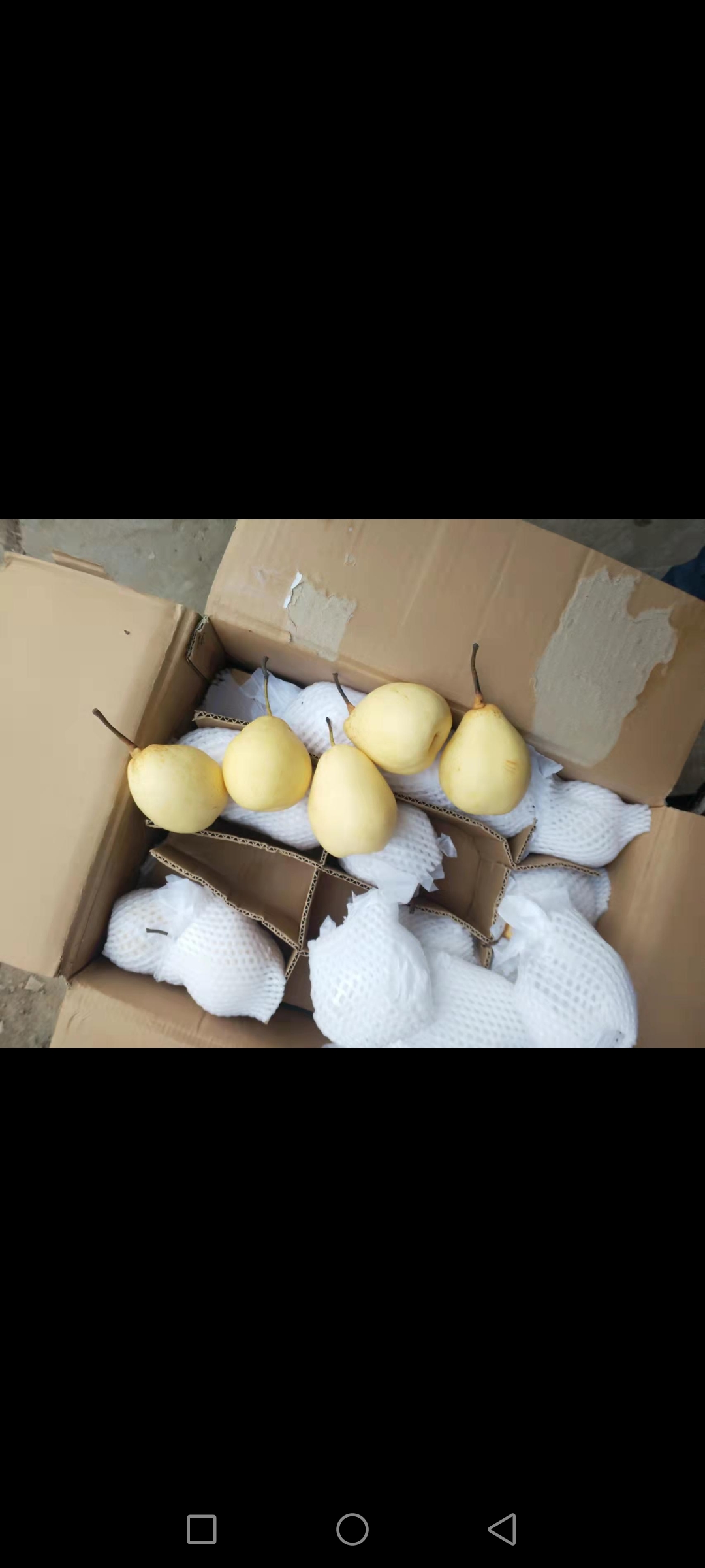 鸭梨小鸭梨出口基地