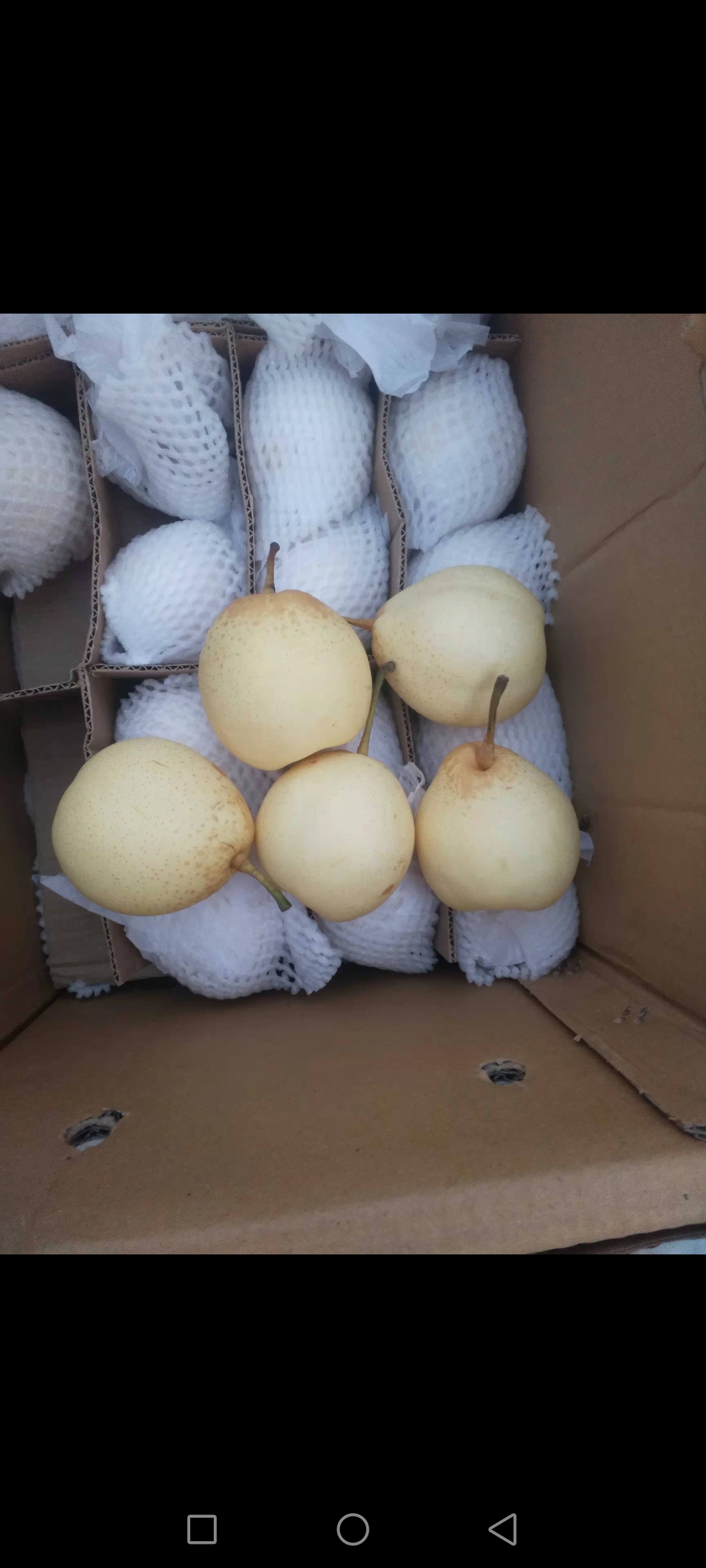 鸭梨 小鸭梨 产地