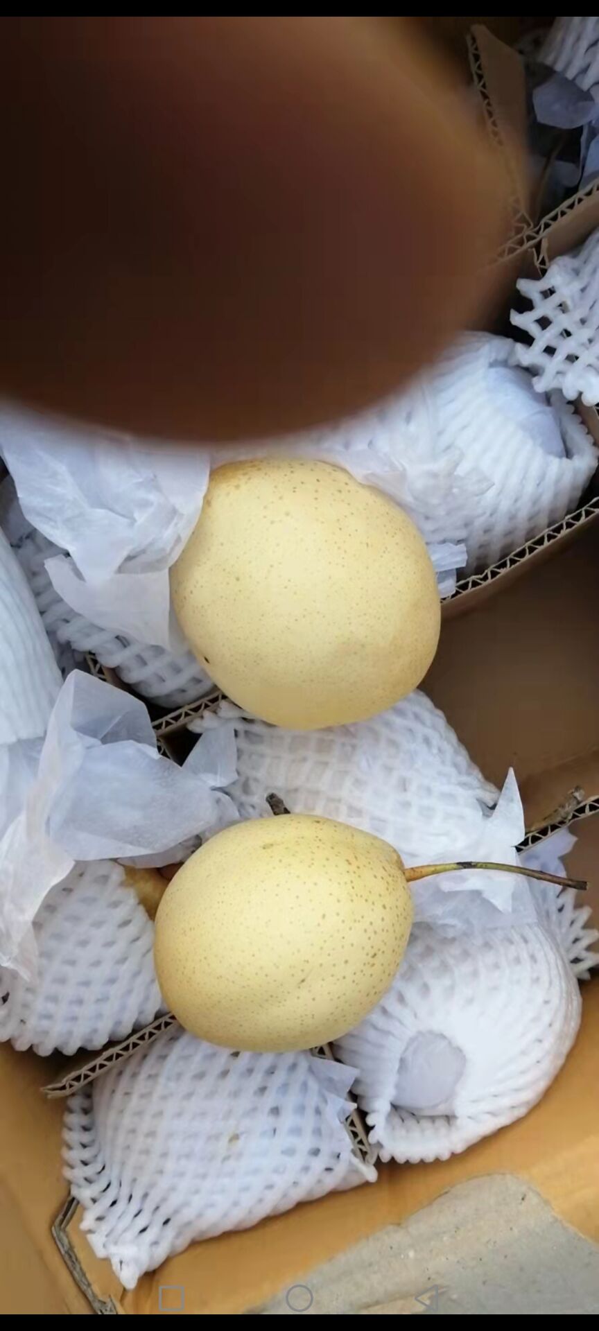 鸭梨天津鸭梨基地