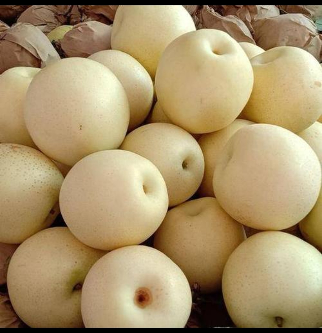 黄冠梨批发黄冠梨基地