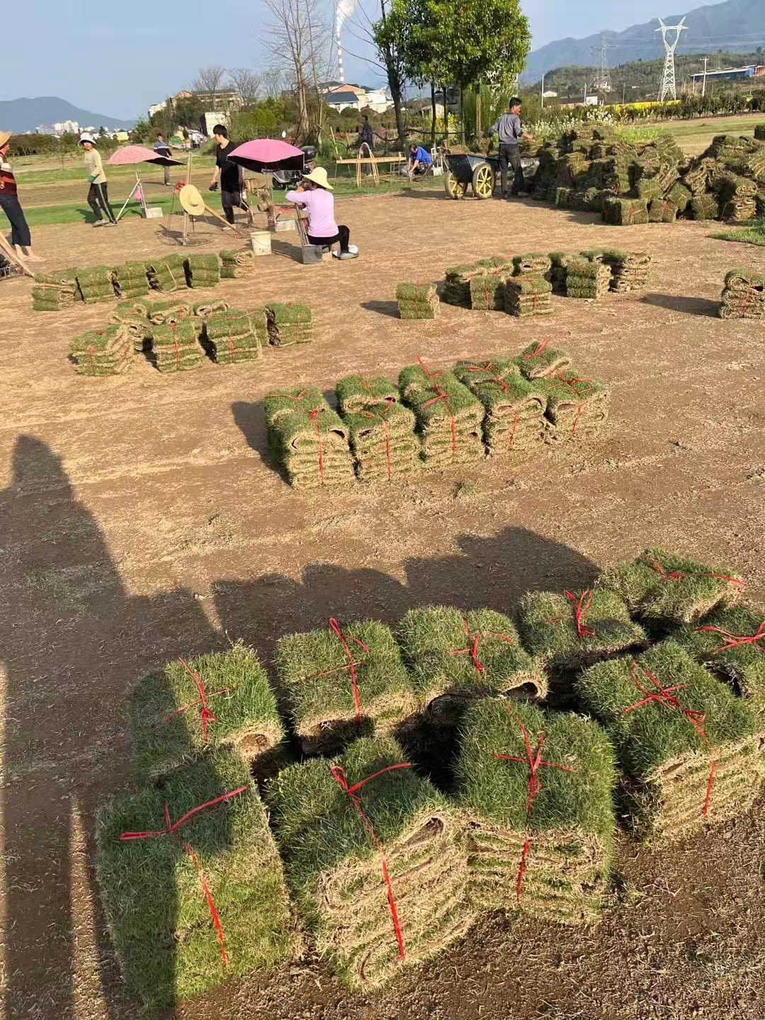 马尼拉草卷 耐踩踏马尼拉草卷 易成活 色泽好