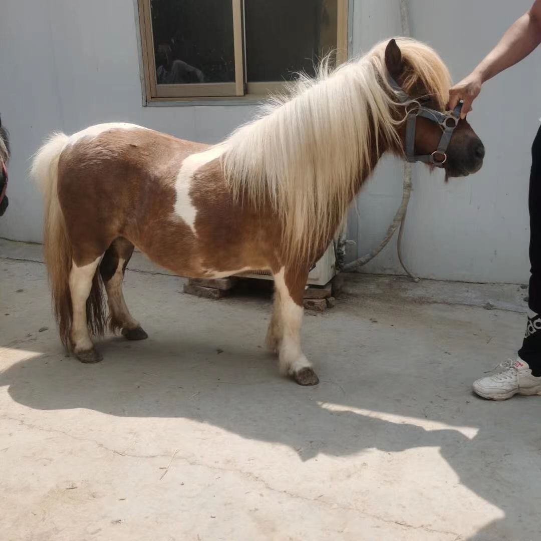 济南矮马租赁海口矮马批发养殖基地