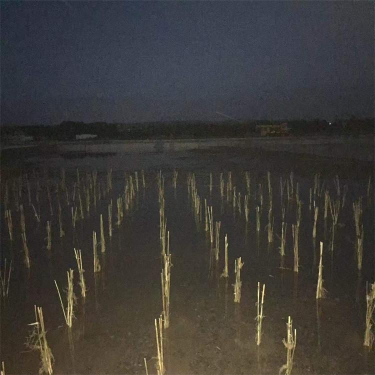 本溪基地供应 水生芦苇种苗 湿地绿化