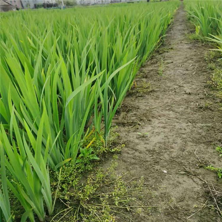 大庆基地供应 黄菖蒲睡水植苗 宿根草本植物