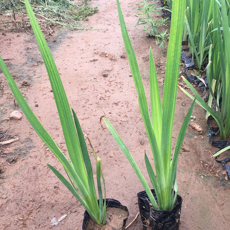 丹东基地供应 黄花鸢尾种苗 宿根草本植物