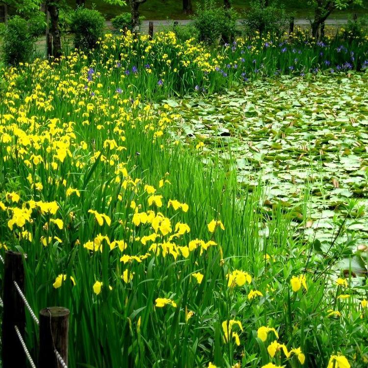 长春保质保量 黄花鸢尾种苗 宿根草本植物