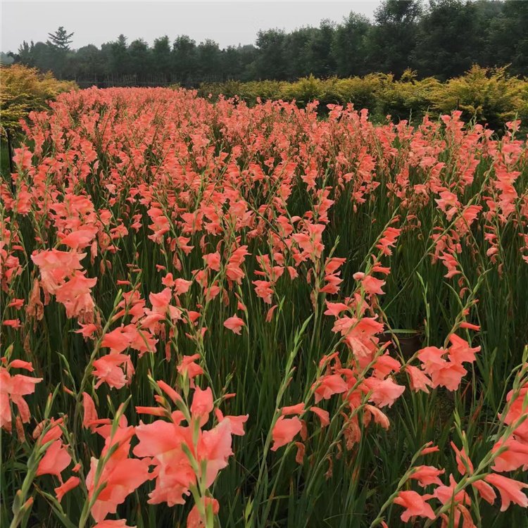 辽源基地供应 水生黄花鸢尾苗 易成活栽培