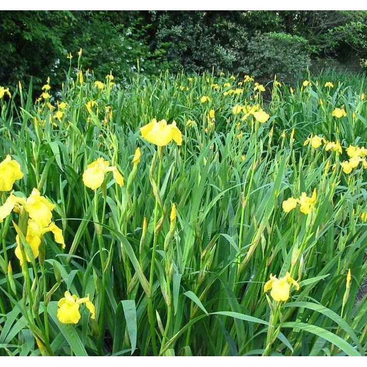 吉林基地供应 水生黄花鸢尾种苗 适合湿地公园