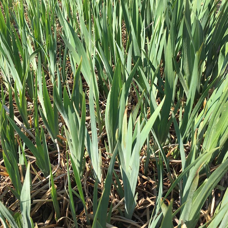 葫芦岛基地供应 黄菖蒲种苗 宿根草本植物