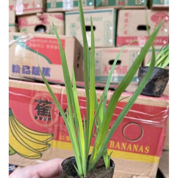 佳木斯保质保量 黄菖蒲睡水植苗 苗圃直供